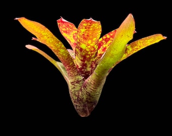 Neoregelia Aztec Fireball