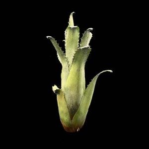 Billbergia Sanderiana Cutting - Etsy