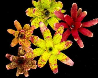 Mature Bromeliad Package *Grower's Choice*