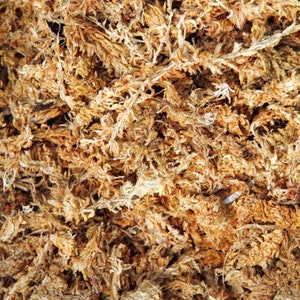 Sphagnum Moss
