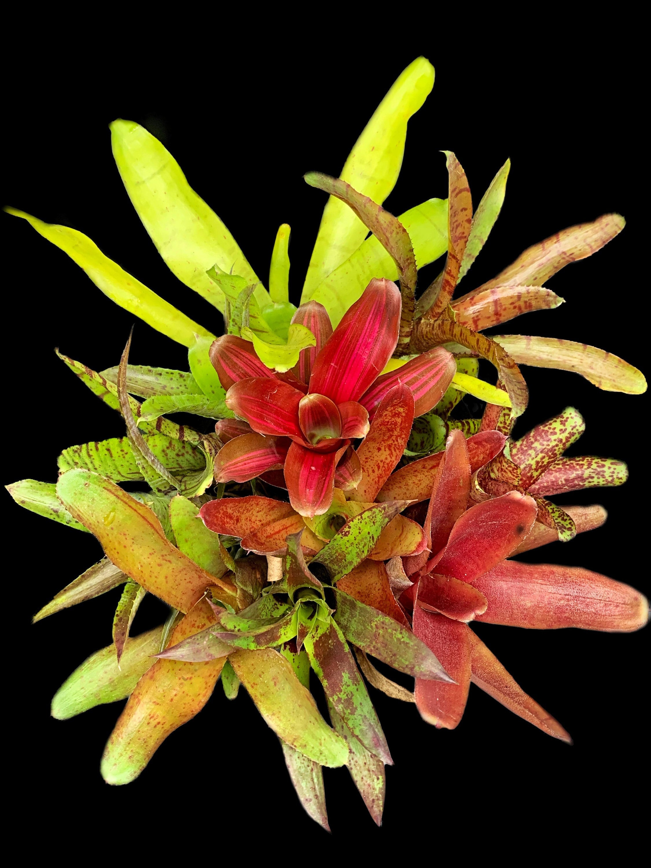 Offset Bromeliad Package *grower's Choice*