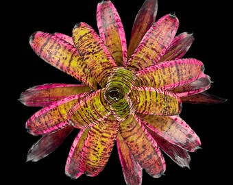 Neoregelia Banshee