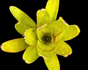 Neoregelia Candelabra