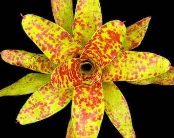 Neoregelia Big O