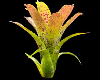 Neoregelia Pauciflora Small Form