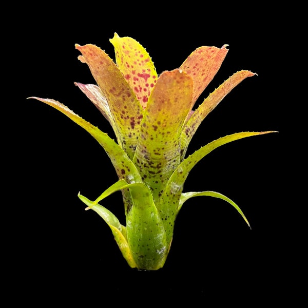 Neoregelia Pauciflora Small Form