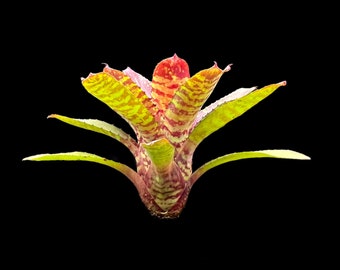 Neoregelia Dartanion