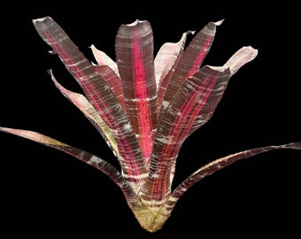 Aechmea Roberto Menescal