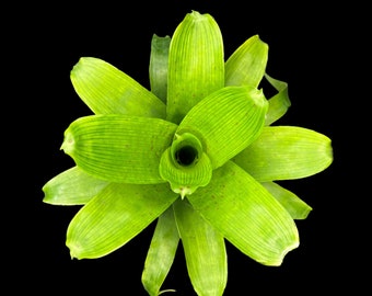 Vriesea Fenestralis
