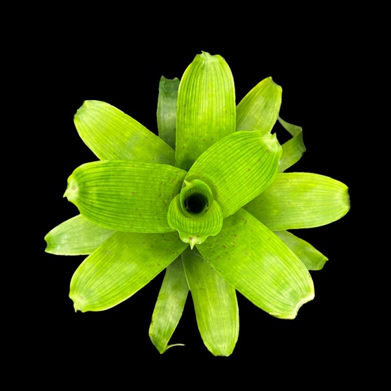 Vriesea Fenestralis Vriesea Fenestralis - Etsy Ireland