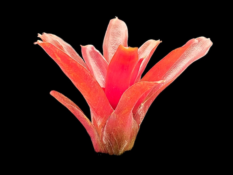以下が含まれることがあります： 繊細な花びらと質感のある土台を持つ、鮮やかな赤色のブロメリアの花です。