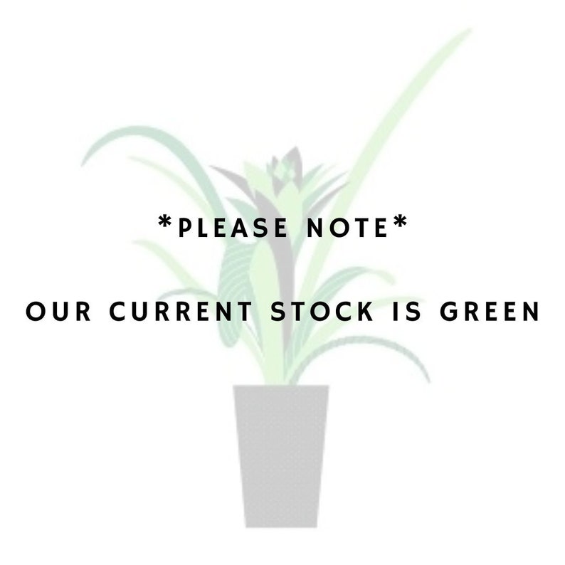 Pu&ograve; includere: Una pianta verde in un vaso grigio con il testo *NOTA BENE* IL NOSTRO STOCK ATTUALE &Egrave; VERDE.