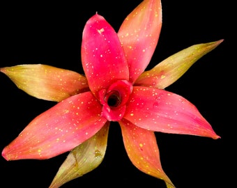 Neoregelia Treasure Chest