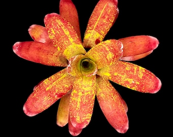 Neoregelia Jill
