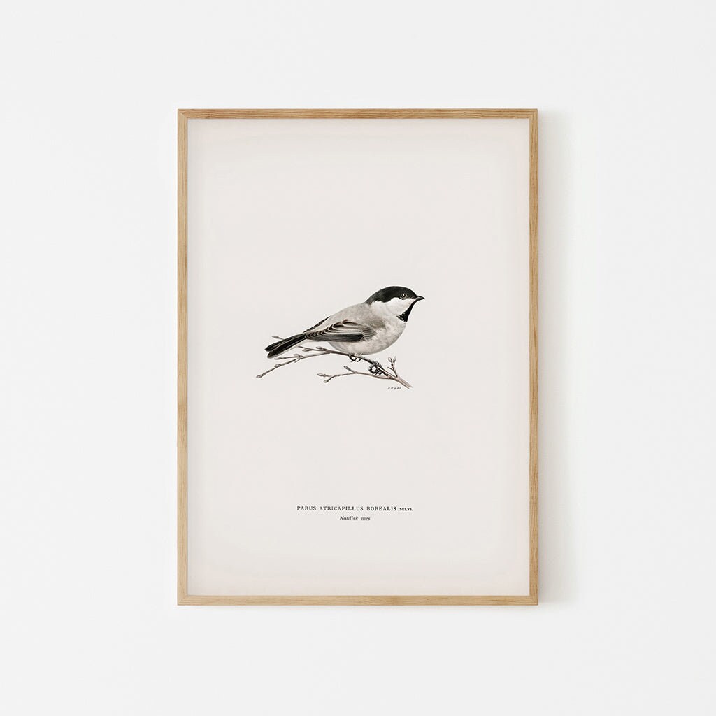 Vintage Black-capped Chickadee Print Vintage Black-capped Chickadee Print
