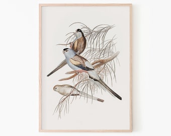 Pale Parakeet Wall Art Print | Watercolor Bird Printable Art | Vintage Animals Illustration