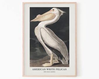 Audubon Bird Prints American White Pelican | Pelican Wall Art Living Room Printable
