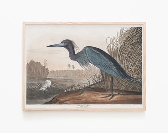Audubon Heron Print | Blue Crane Heron Printable | Audubon Bird Prints | Vintage Birds Wall Art