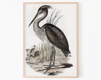 Pale Heron Vintage Illustration Print | Audubon Heron Print | Muted Colors Animals Wall Art