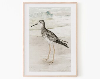 Muted North American Shorebird Art | Vintage 1900s Birds | Watercolor Bird Art | Farmhouse Prints