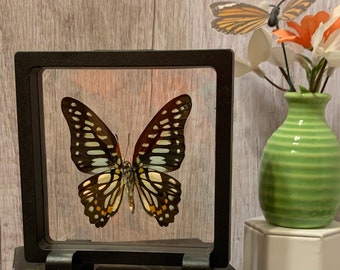 May include: A framed butterfly specimen with black and white wings and yellow accents. The frame is black and has a stand. The frame is sitting on a black book with the title "A World of Butterflies" on the cover.