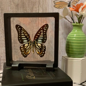Graphium Chironides Butterfly Specimen, Ethically Sourced in 3D Floating Frame, Perfect Gift for Nature Lovers