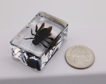 Real Bamboo Bee in Resin – Entomology Specimen, Teacher Gift