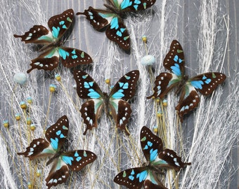 Real Unmounted Butterfly Specimen Graphium Weiskei for Art