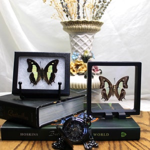Farfalla Nawab comune incorniciata: cornice galleggiante 3D o Riker