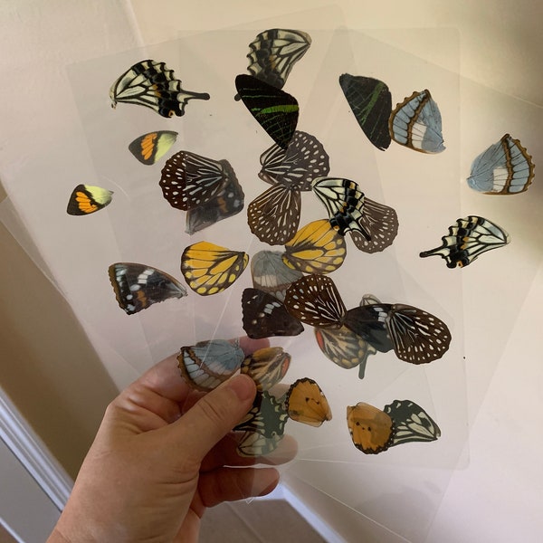 REAL Butterfly Wings, Laminated or Glassine-Packed, for Creative Crafting, Ideal for DIY Crafts