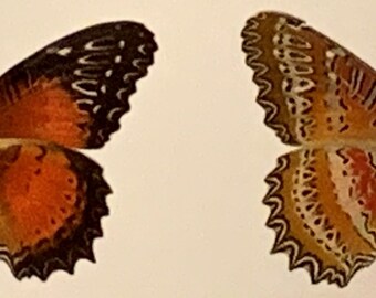CETHOSIA LAMARCKI ORIENTALIS unmounted butterfly 