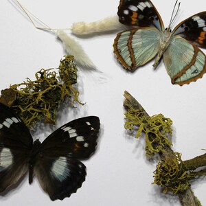 Schrenckii Emperor Butterfly Specimen: Folded Wings Display