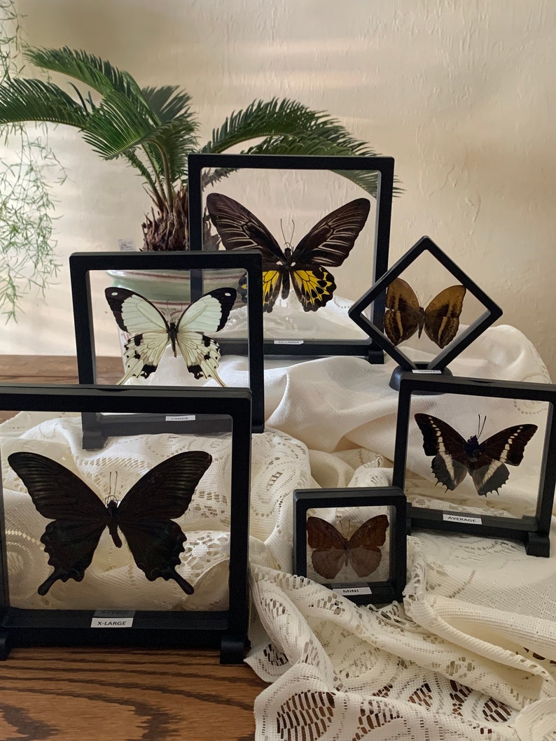 RANDOM Butterfly in a 3D Floating Frame - many sizes available