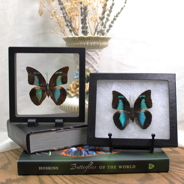 One-Spotted Prepona Butterfly Display - 3D Floating or Riker Frame - Ethically Sourced specimen - Nature Inspired Gift
