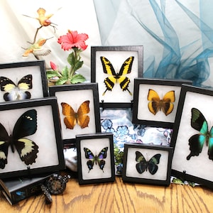 Présentoir en verre Riker Frames - Spécimens de papillons de haute qualité, vitrine d&#39;objets de collection, cadeau naturaliste parfait