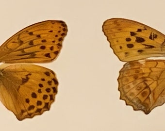 Damora Sagana Butterfly Wings: Sustainable Art Craft Supplies