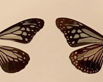 Parantica Melanea Butterfly Wings Set: Natural Art & Craft Supply (8 Wings)