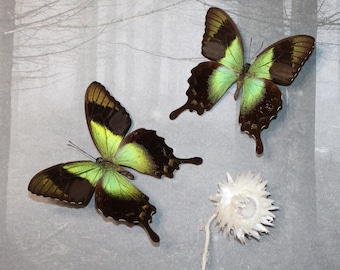 Papilio blumei。アゲハチョウ。本物の蝶。額縁なし、羽は折り畳まれ