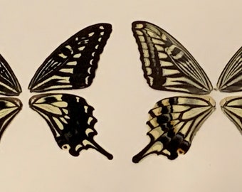 Asian Swallowtail Butterfly Wings: Papilio Xuthus Set for Crafts