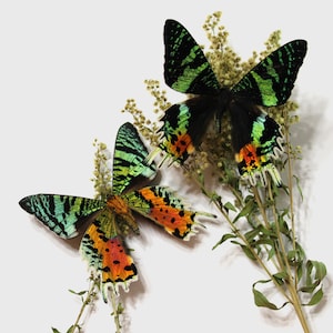Folded Butterflies Madagascar Sunset Moth, Ethically Sourced, Nature Iridescent Wings Display, Unique Collectors Gift