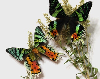 Farfalle piegate, falena del tramonto del Madagascar, di provenienza etica, con ali iridescenti naturali, regalo unico per collezionisti.