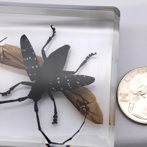 Insect in Resin, Stunning Citrus Long-Horned Beetle Art Piece, Fascinating Collection Addition, Teaching Aid