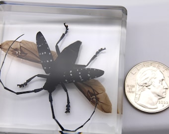 Citrus Long-Horned Beetle in Clear Resin Block, Entomology Collection