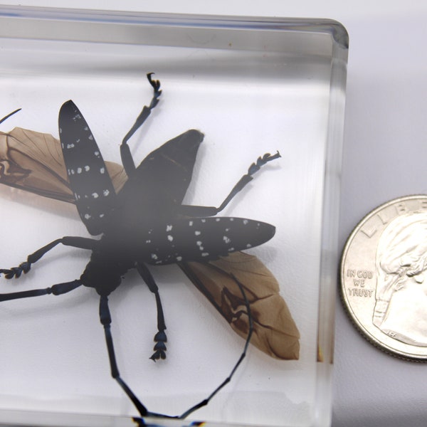 Insect in Resin, Stunning Citrus Long-Horned Beetle Art Piece, Fascinating Collection Addition, Teaching Aid