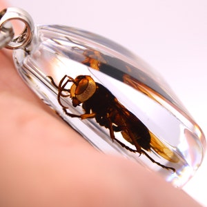 Puede incluir: Un llavero de plástico transparente con una avispa conservada en su interior. La avispa es marrón y negra con marcas amarillas.