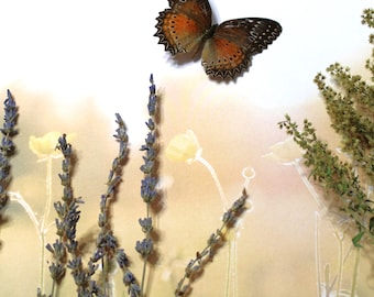 May include: A brown and orange butterfly with black markings is flying over a field of lavender flowers. The flowers are a light purple colour and the background is a soft yellow and orange.