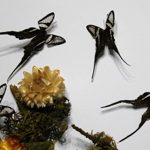 May include: Four black and white butterflies with long tails are displayed on a white background. The butterflies are arranged around a small, dried, yellow flower.