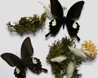 Op de afbeelding: Twee zwarte vlinders met witte en rode markeringen worden getoond met groen mos, gedroogde bloemen en pluizige witte accenten. De vlinders hebben gedetailleerde vleugelpatronen en zijn geplaatst tegen een witte achtergrond.