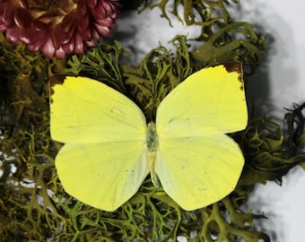 Dercas Enara Butterfly Specimen: Southeast Asia, Art Projects, Home Display