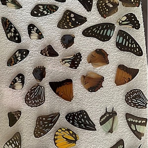 REAL Butterfly Wings, Laminated or Glassine-Packed, for Creative Crafting, Ideal for DIY Crafts